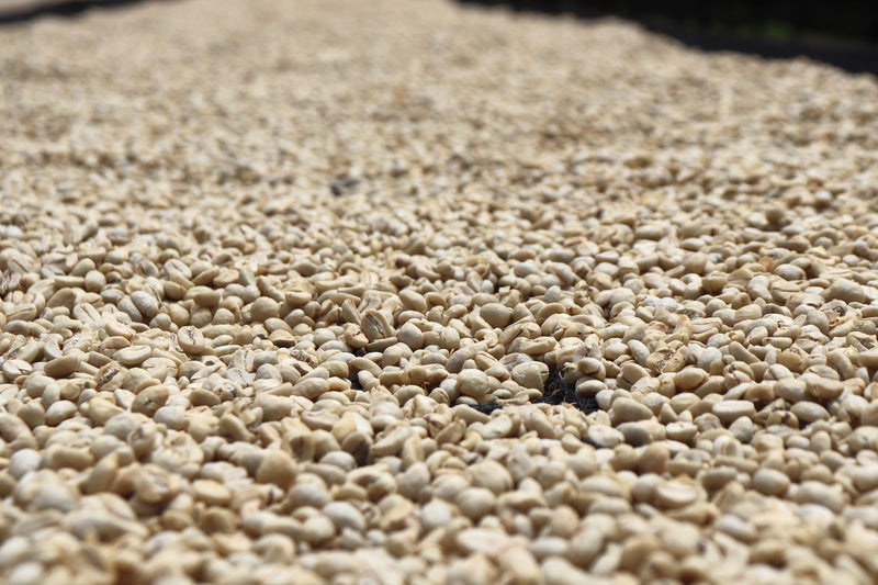 Kenya Ngomano AB - 45KF0153 - 38302 - GrainPro Bags - SPOT RCWHSE