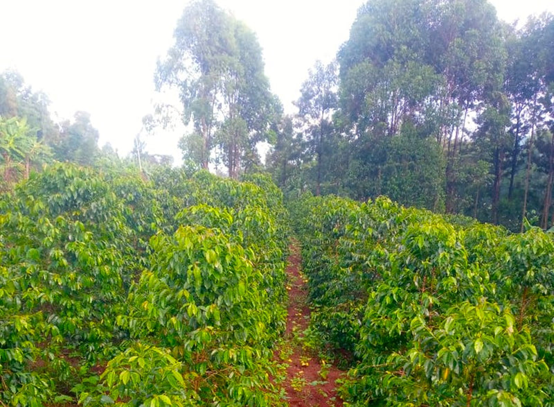 Kenya Nyamira Nyabomite Nyangoko AA - 10GS0041 - 33813 - 30.0 kg Box/Vacuum Pack - SPOT SHANGHAI