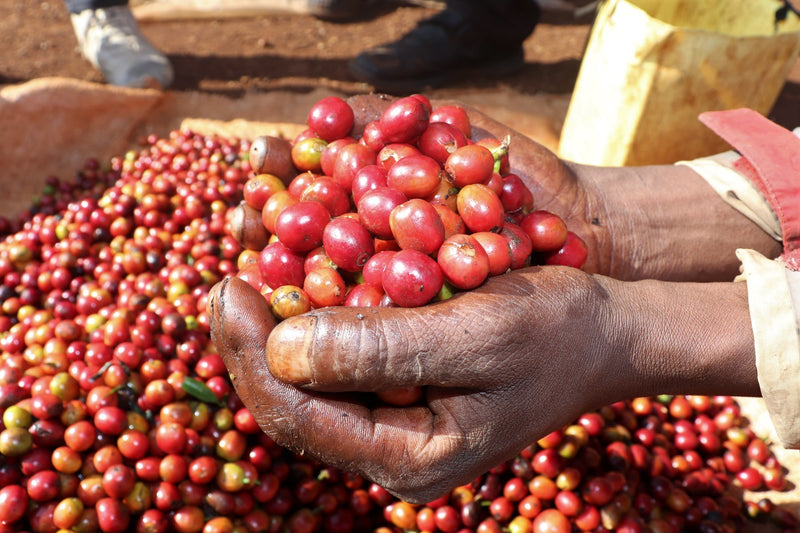 Kenya Nyeri Gikanda Gichathaini AB - 47CK0034 *51638* - 25567 - GrainPro Bags - SPOT RCWHSE