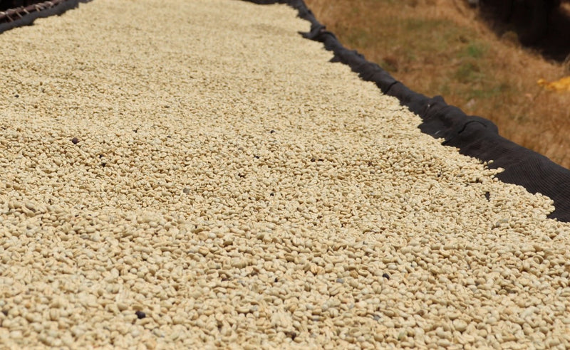 Kenya Nyeri Gikanda Gichathaini AB - 47CK0034 *51638* - 25567 - GrainPro Bags - SPOT RCWHSE