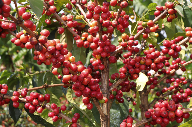 Kenya Nyeri Gikanda Gichathaini AB - 47CK0034 *51638* - 25567 - GrainPro Bags - SPOT RCWHSE