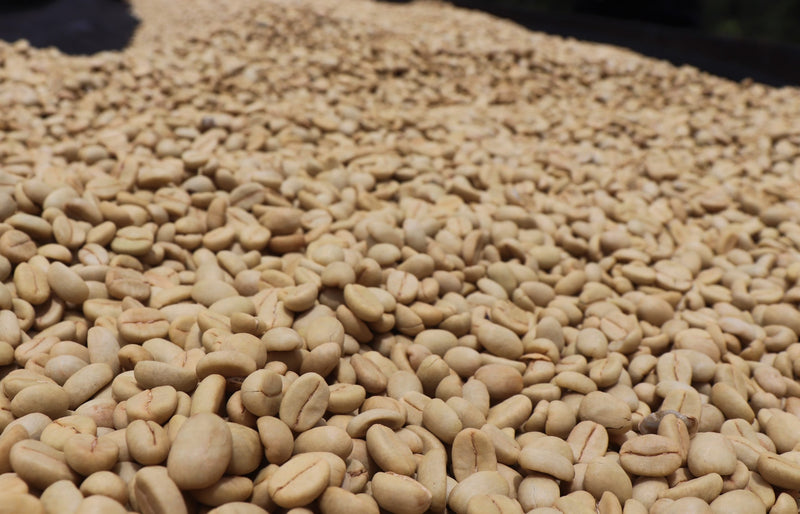 Kenya Nyeri Gikanda Gichathaini AB - 47CK0034 *51638* - 25567 - GrainPro Bags - SPOT RCWHSE