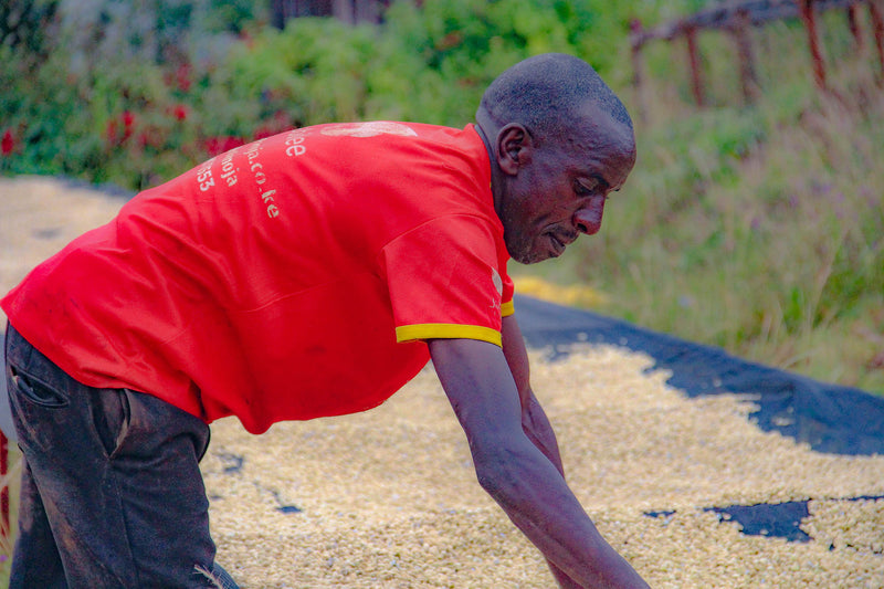 Kenya Nyeri Othaya Gura AA - 14TY0025 - 39968 - GrainPro Bags - SPOT RCWHSE