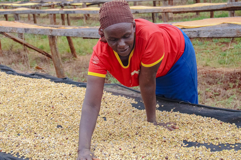 Kenya Nyeri Othaya Gura AA - 09TY0004 *52542* - 27427 - 10.0 kg GrainPro Bags - SPOT SHANGHAI
