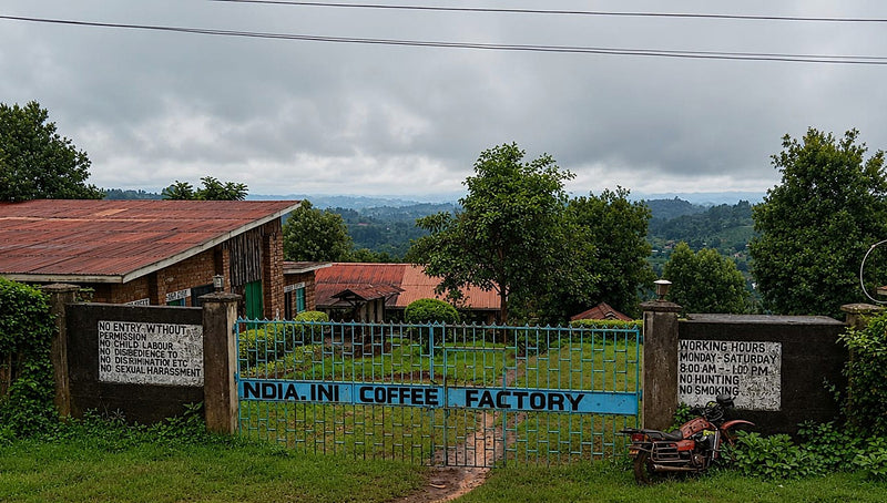 Crown Jewel Kenya Natural Ndiaini Factory Nyeri - 16TY0014 - 39976-2 - 10.0 kg Boxes - SPOT SEAFORTH