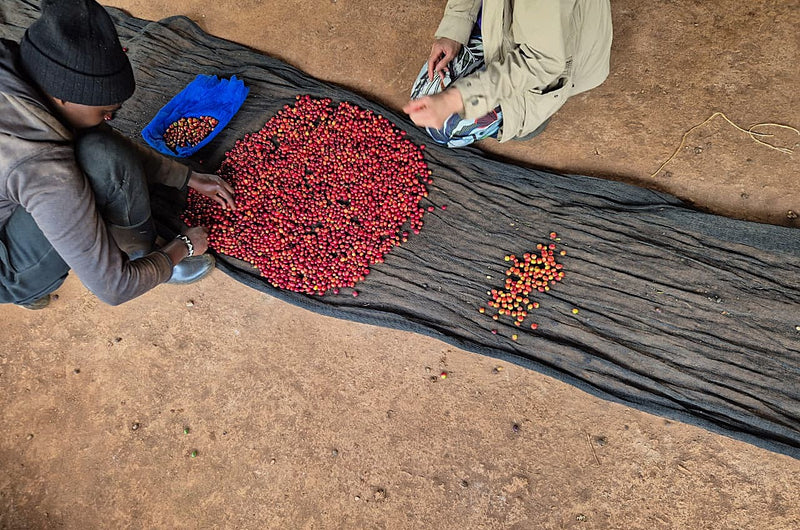 Crown Jewel Kenya Natural Ndiaini Factory Nyeri - 16TY0014 - 39976-2 - 10.0 kg Boxes - SPOT SEAFORTH