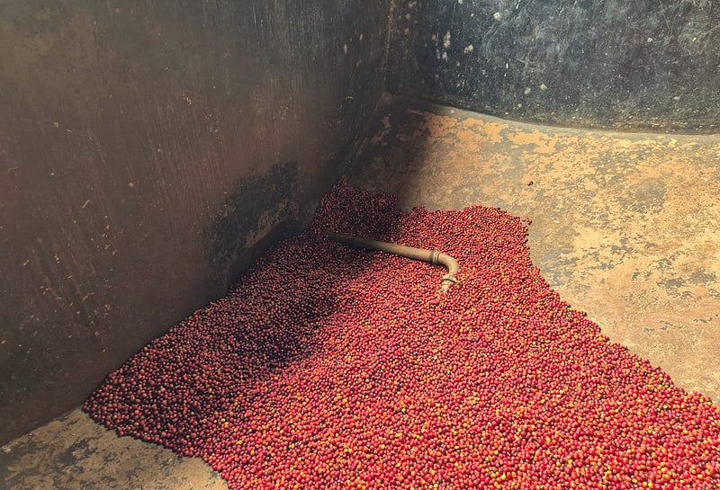 Crown Jewel Kenya Natural Ndiaini Factory Nyeri - 16TY0014 - 39976-2 - 10.0 kg Boxes - SPOT SEAFORTH