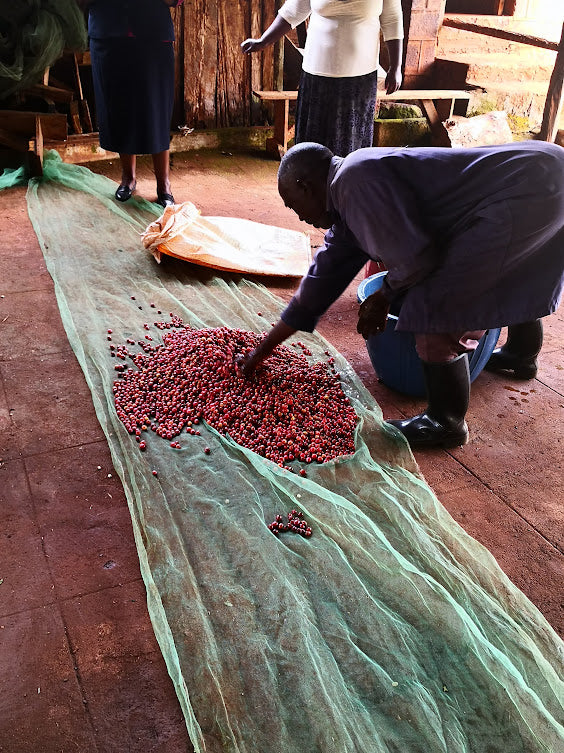 Kenya Nyeri Njuriga AA - 02TY0005 - 35706 - GrainPro Bags - SPOT RCWHSE