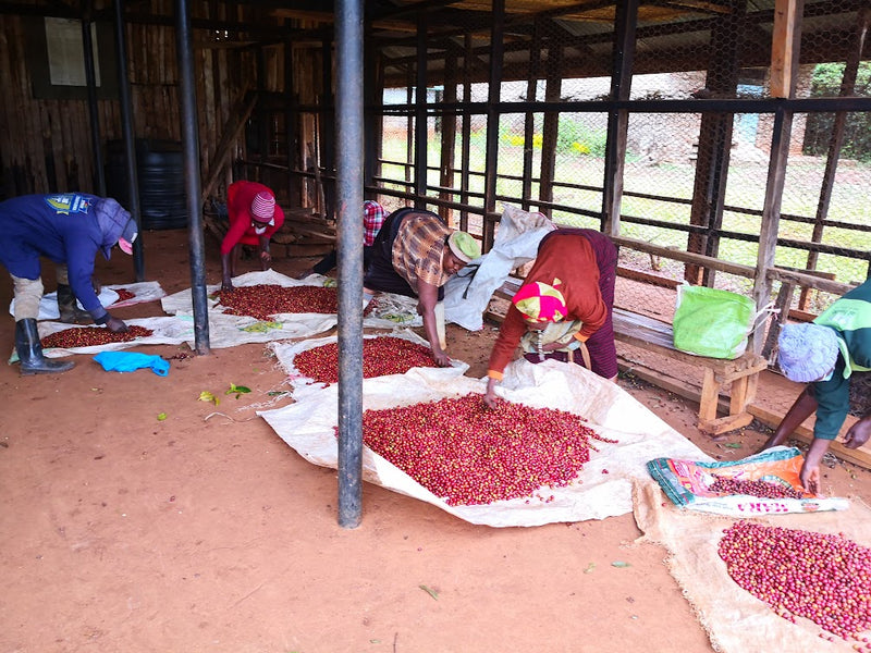 Kenya Nyeri Njuriga AA - 02TY0005 - 35706 - GrainPro Bags - SPOT RCWHSE