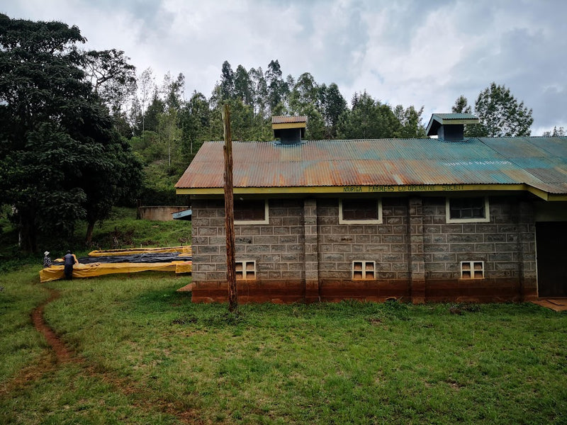 Kenya Nyeri Njuriga AA - 02TY0005 - 35706 - GrainPro Bags - SPOT RCWHSE