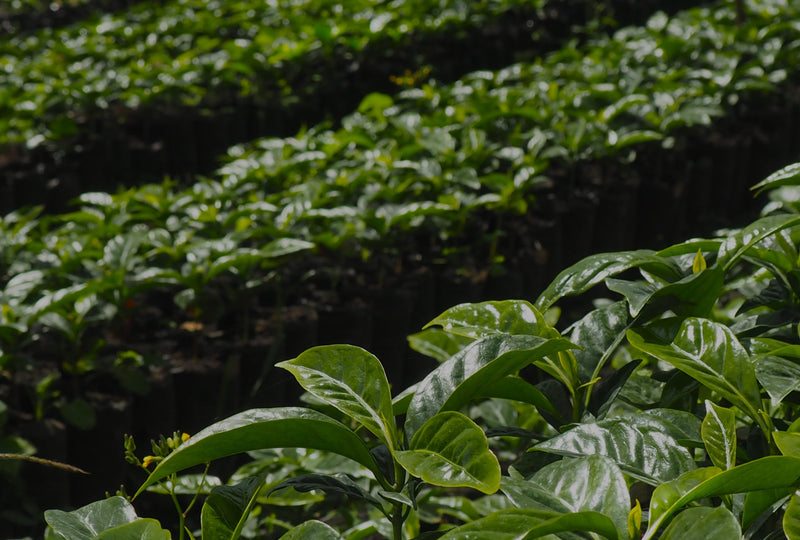 Kenya Nyeri Othaya Karuthi AB - 16TY0038 - 28500-1 - GrainPro Bags - SPOT RCWHSE