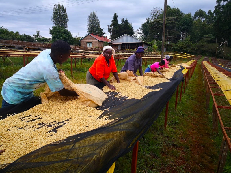 Kenya Nyeri Rumukia Maganjo Peaberry - 17TY0003 - 31066 - GrainPro Bags - SPOT SEAFORTH