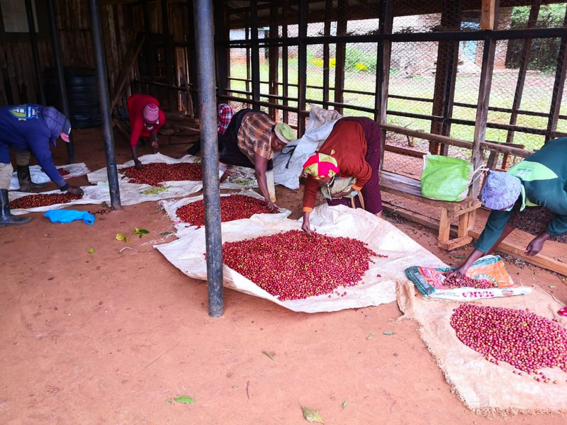 Kenya Nyeri Rumukia Maganjo AB - 52TY0009 - 38760 - GrainPro Bags - SPOT RCWHSE