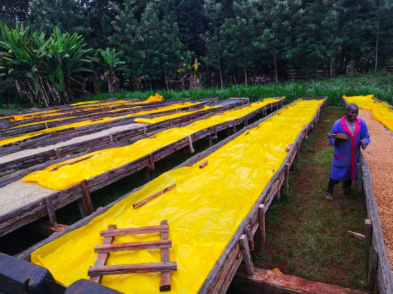 Kenya Nyeri Rumukia Maganjo Peaberry - 17TY0003 - 31066 - GrainPro Bags - SPOT SEAFORTH
