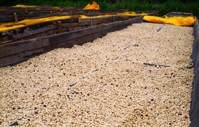 Kenya Nyeri Rumukia Maganjo Peaberry - 17TY0003 - 31066 - GrainPro Bags - SPOT RCWHSE