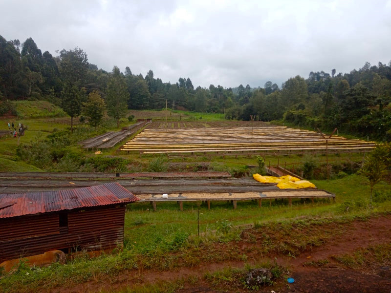 Kenya Nyeri Rumukia Kagunyu AA - 16TY0001 - 31070 - GrainPro Bags - SPOT RCWHSE