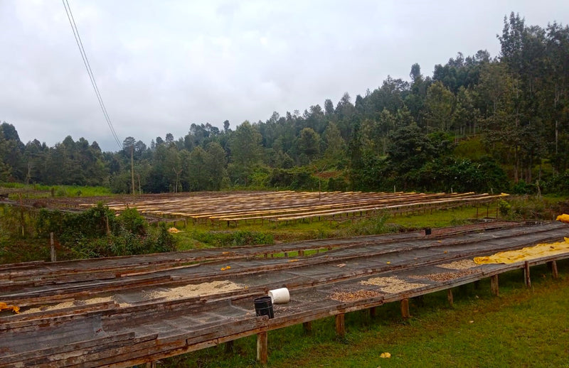 Kenya Nyeri Rumukia Kagunyu AA - 16TY0001 - 31070 - GrainPro Bags - SPOT RCWHSE