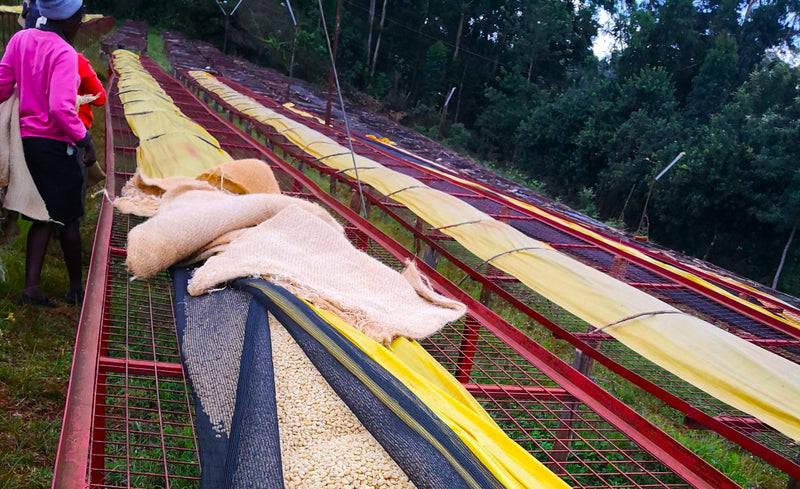 Kenya Nyeri Rumukia Peaberry - 22KE2056 - 31063 - GrainPro Bags - SPOT RCWHSE