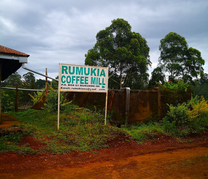 Kenya Nyeri Rumukia Peaberry - 22KE2056 - 31063 - GrainPro Bags - SPOT RCWHSE