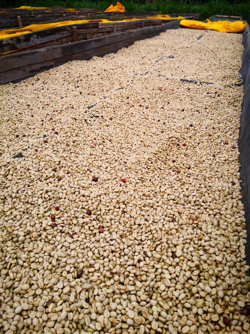 Kenya Nyeri Rumukia Peaberry - 22KE2056 - 31063 - GrainPro Bags - SPOT RCWHSE