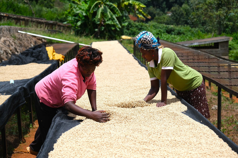 Kenya Nyeri Thiriku Farmer's Cooperative Society AB - 17SM0155 - 34179 - GrainPro Bags - SPOT RCWHSE