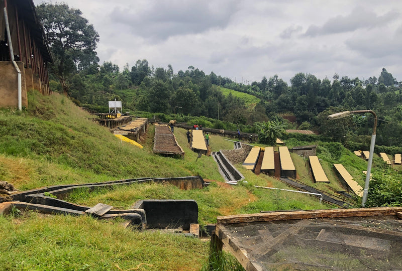 Kenya Nyeri Thiriku Farmer's Cooperative Society AB - 17SM0155 - 34179 - GrainPro Bags - SPOT RCWHSE