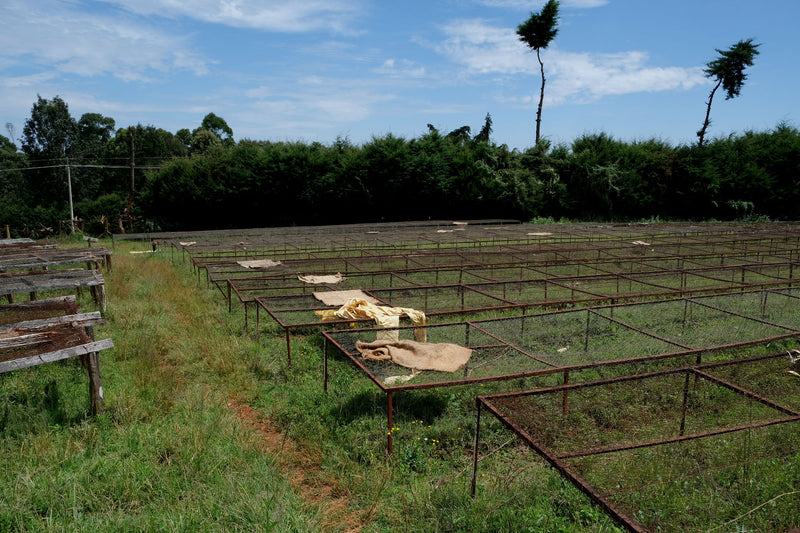 Kenya Nyeri Tekangu Karogoto AB - *47007* - 24797 - Ecotact Bags - SPOT RCWHSE