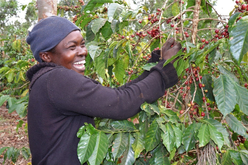 Kenya Ruera Natural - 48KF0021 *51641* - 25569 - GrainPro Bags - SPOT RCWHSE