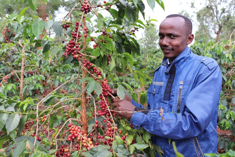 Kenya Ruera Natural - 48KF0021 *51641* - 25569 - GrainPro Bags - SPOT RCWHSE