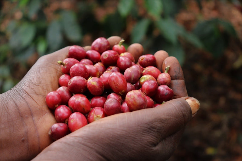 Kenya Ruera Natural - 48KF0021 *51641* - 25569 - GrainPro Bags - SPOT RCWHSE