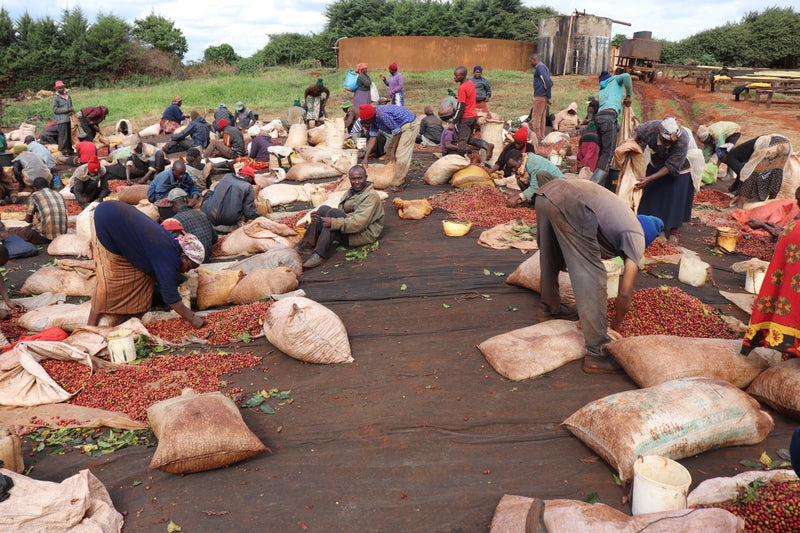 Kenya Ruera Natural - 48KF0021 *51641* - 25569 - GrainPro Bags - SPOT RCWHSE