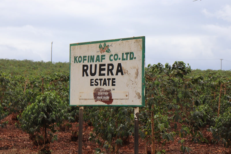 Kenya Ruera Natural - 48KF0021 *51641* - 25569 - GrainPro Bags - SPOT RCWHSE
