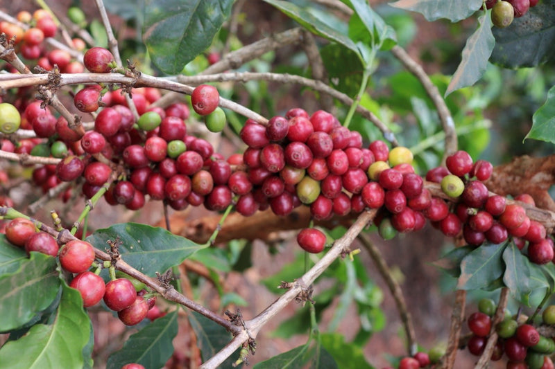 Kenya Ruera Natural - 48KF0021 *51641* - 25569 - GrainPro Bags - SPOT RCWHSE