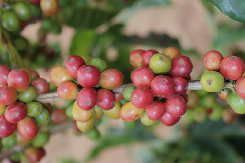 Kenya Songonyet Peaberry - 44KF0027 - 38300 - GrainPro Bags - SPOT RCWHSE