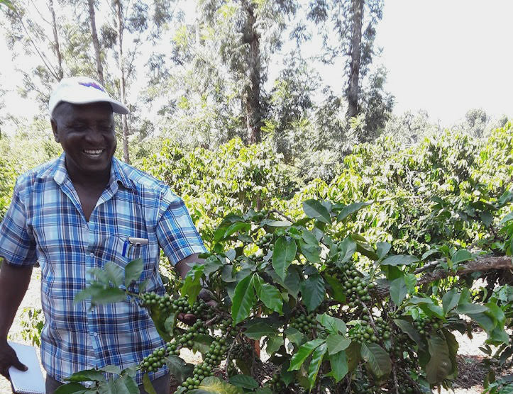 KENYA ORGANIC KIAMBU MUIRI ESTATE AA TOP - *49540* - 25815 - GrainPro Bags - SPOT RCWHSE