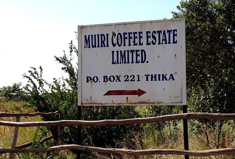 KENYA ORGANIC KIAMBU MUIRI ESTATE AA TOP - *49540V* - 25816 - GrainPro Bags - SPOT SEAFORTH