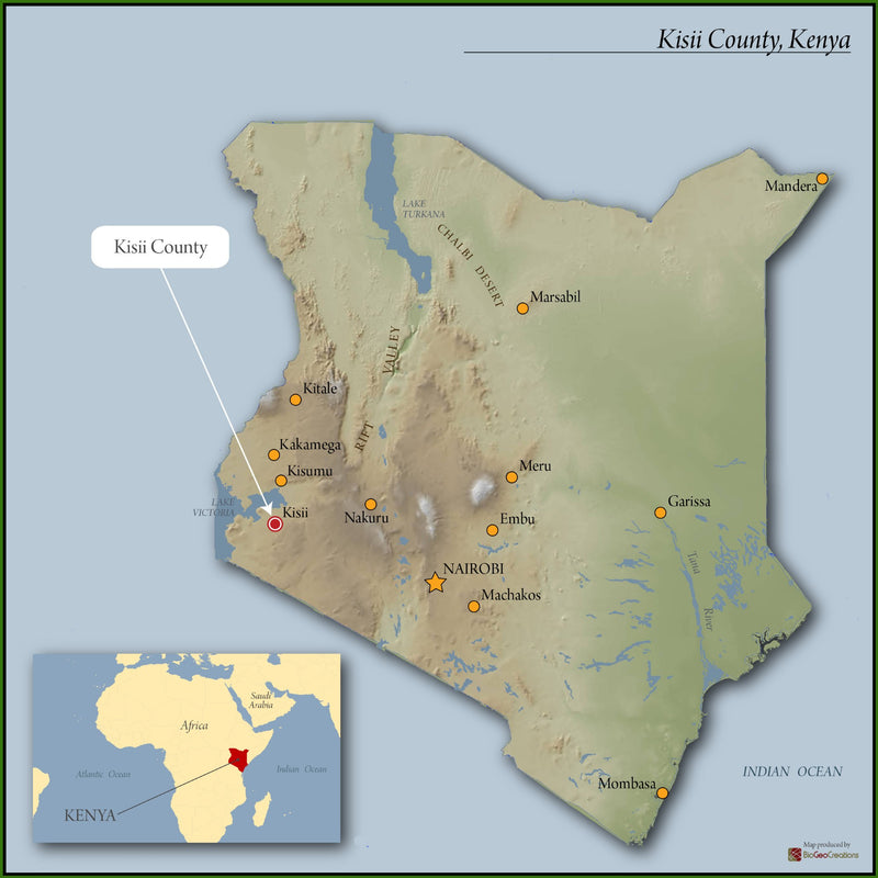Kenya Kisii Nyaturubo AA - 12GS0115 - 33815 - 30.0 kg Box/Vacuum Pack - SPOT SHANGHAI