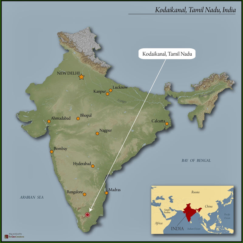 India Tamil Nadu Poopalang Kodaikanal Estate Microlot - 28065 - SPOT RCWHSE