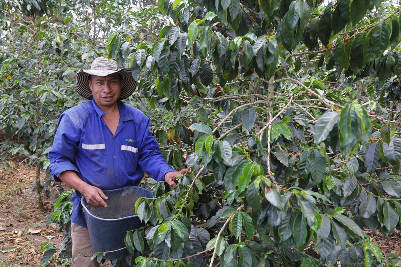 Colombia Cauca Timbio AA - 42016 - GrainPro Bags - September 2026 Shipment - SEAFORTH