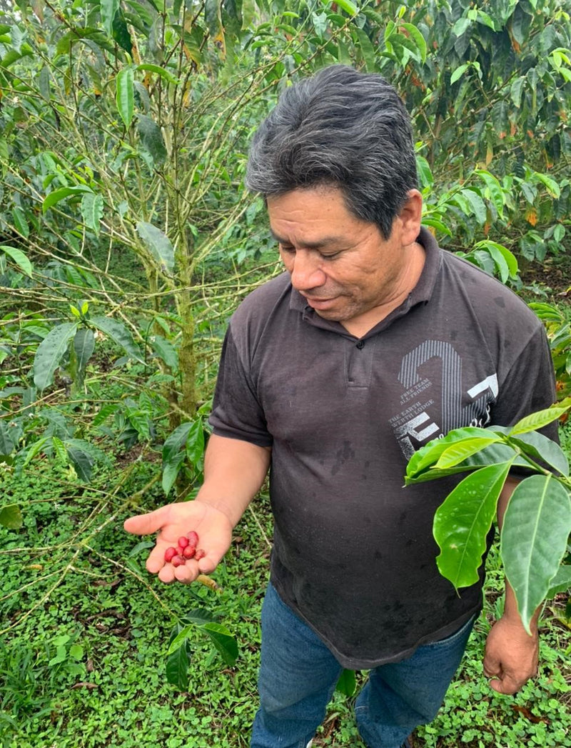 Ecuador Pichincha Fabian Lomas La Perla Chiquita Typica - *51801* - 27279 - 69.0 kg GrainPro Bags - SPOT RCWHSE