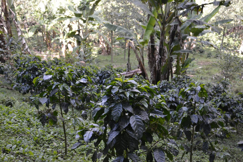 Ecuador Pichincha Fabian Lomas La Perla Chiquita Typica - *51801* - 27279-1 - 69.0 kg GrainPro Bags - SPOT RCWHSE