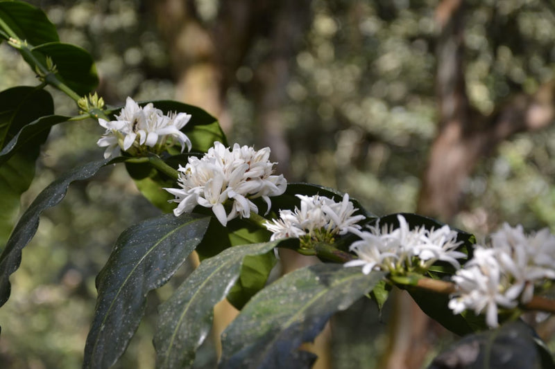 Ecuador Pichincha Fabian Lomas La Perla Chiquita Typica - *51801* - 27279-1 - 69.0 kg GrainPro Bags - SPOT RCWHSE