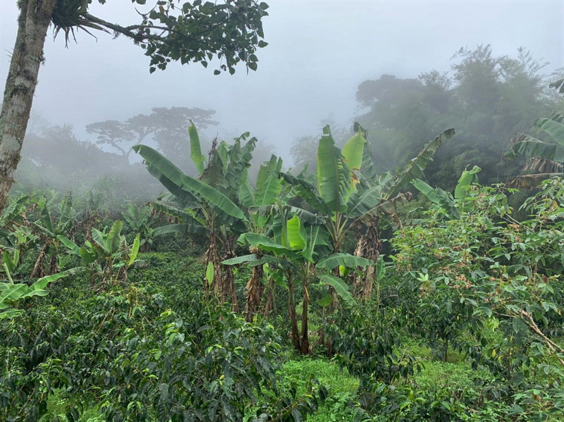 Ecuador Pichincha Fabian Lomas La Perla Chiquita Typica - *51801* - 27279-1 - 69.0 kg GrainPro Bags - SPOT RCWHSE
