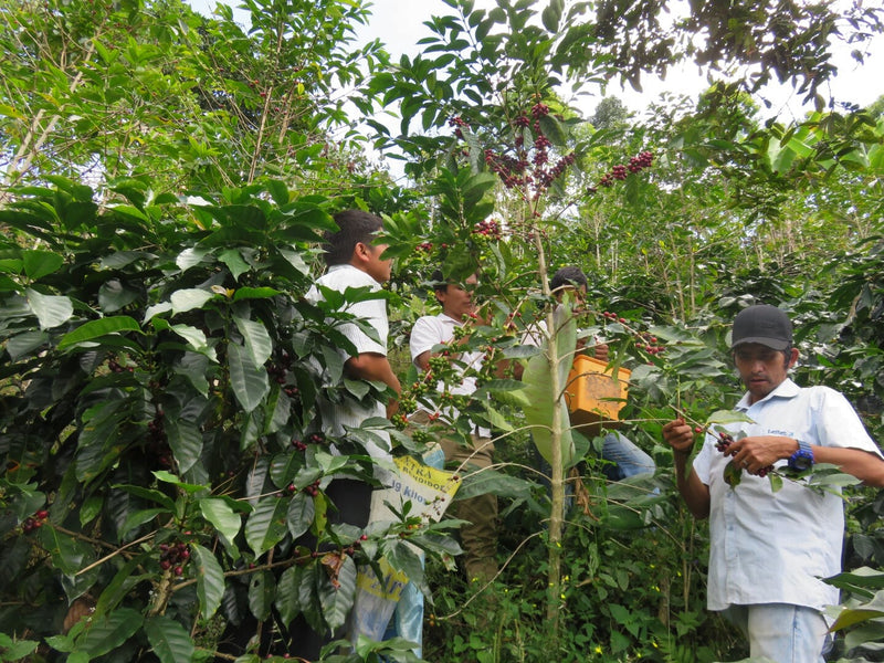 PERU FT-FLO ORGANIC SAN IGNACIO VALLE VERDE - *51400VR* - 26637 - GrainPro Bags - SPOT SEAFORTH