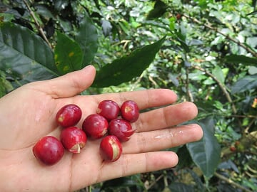 PERU FT-FLO/USA ORGANIC SAN IGNACIO VALLE VERDE - *51400V* - 26191 - GrainPro Bags - SPOT SEAFORTH
