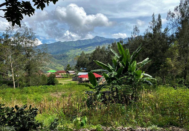 TIMOR LESTE FARMGATE ORGANIC ERMERA LEBUDU KRAIK - 35800-4 - 30.0 kg GrainPro Bags - SPOT COSEATAC