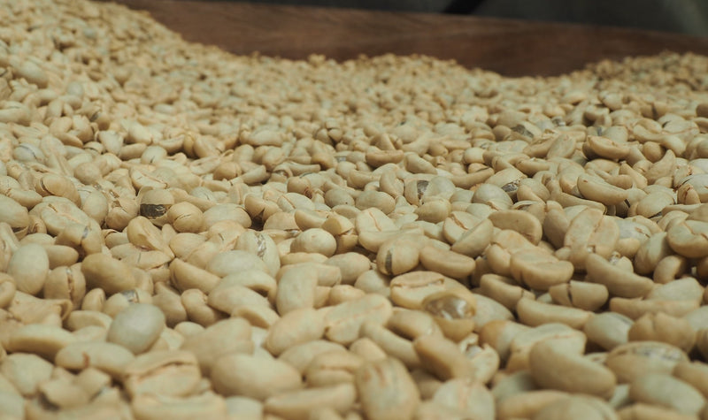 TIMOR LESTE FARMGATE ORGANIC ERMERA LEBUDU KRAIK - 35800-2 - 30.0 kg GrainPro Bags - SPOT COMIDWEST