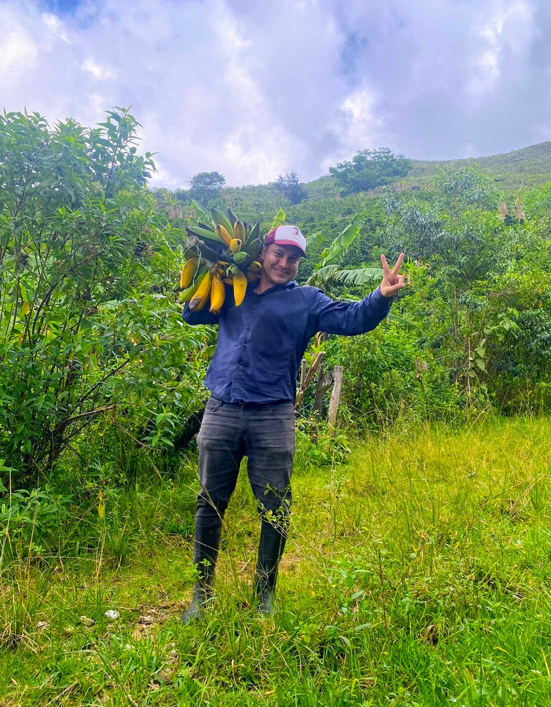 Colombia Huila Finca El Secreto Caturra - 33752 - 72.0 kg GrainPro Bags - SPOT RCWHSE