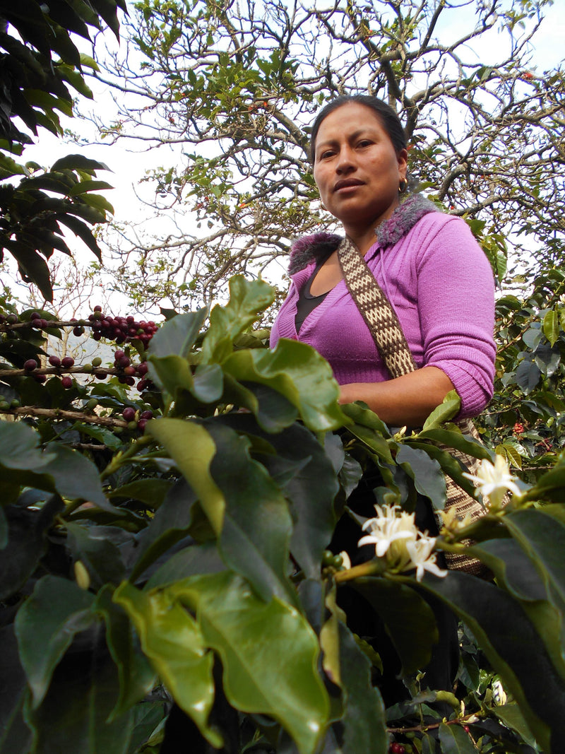 Colombia Cauca Jambalo Liliana Genbuel Paja AAA - 29612 - 69.7 kg GrainPro Bags - SPOT RCWHSE