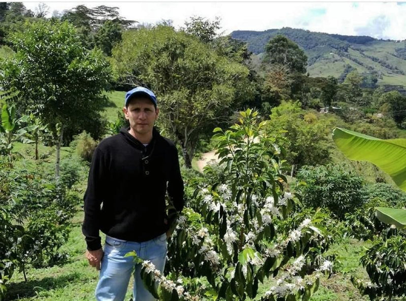 Colombia Huila Palestina AA - 29618 - 69.8 kg GrainPro Bags - SPOT RCWHSE